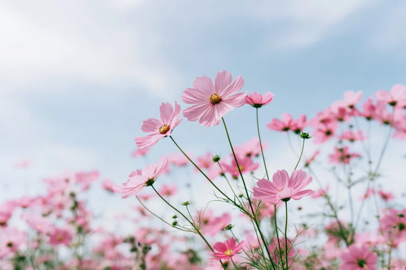 Pink cosmos flowers in full bloom in a field under a blue sky