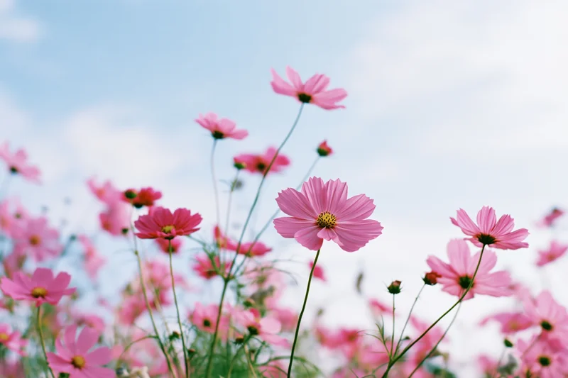 Pink cosmos flowers in full bloom in a field under a blue sky