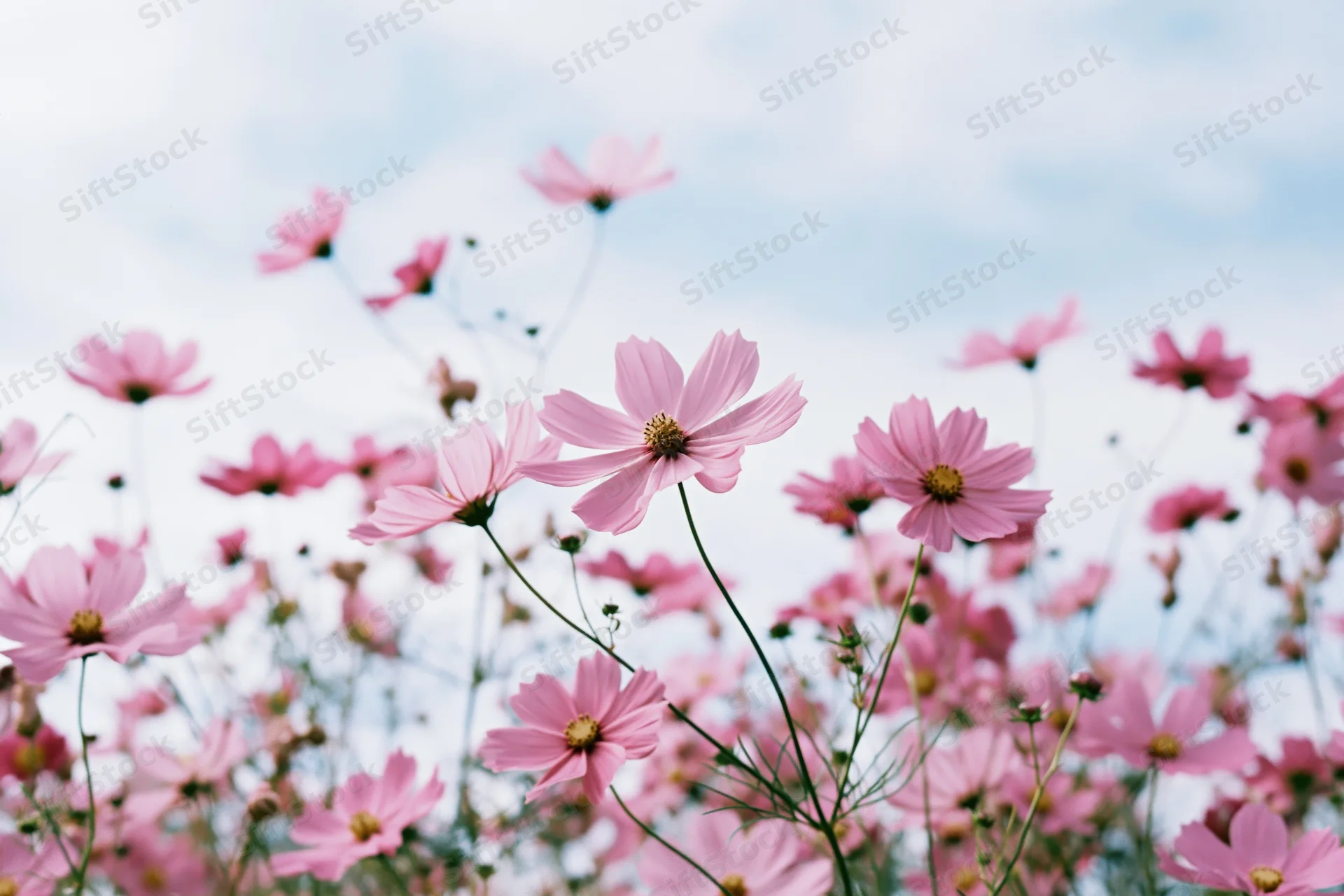 Pink cosmos flowers in full bloom in a field under a soft blue sky