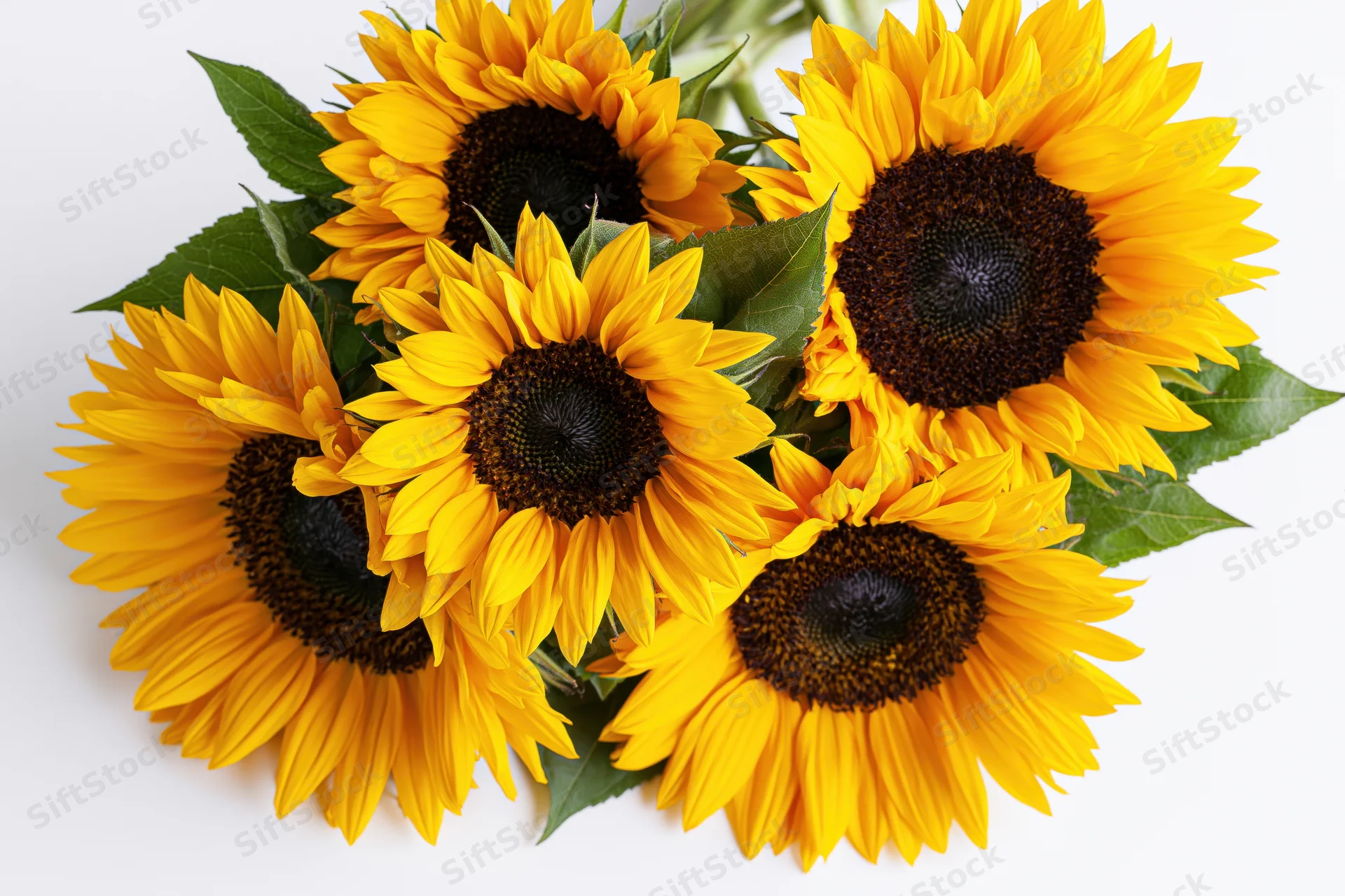 Five sunflowers arranged in a loose flat bouquet on white background