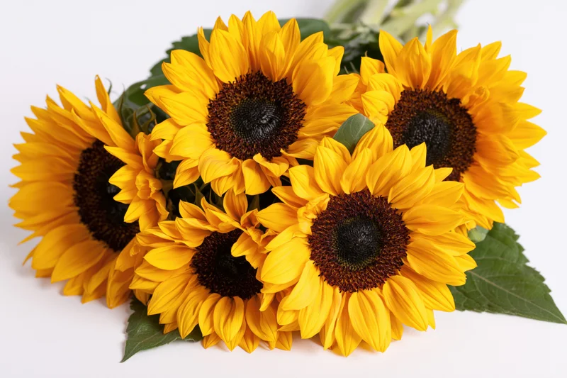 Five sunflowers arranged in a loose flat bouquet on white background