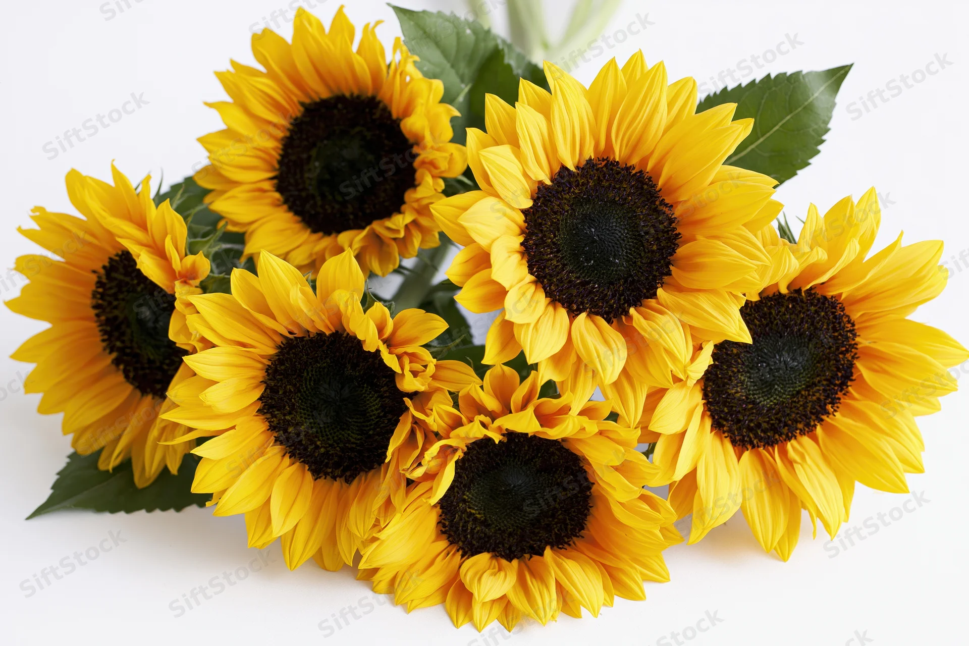 Sunflowers arranged in a loose flat bouquet on white background