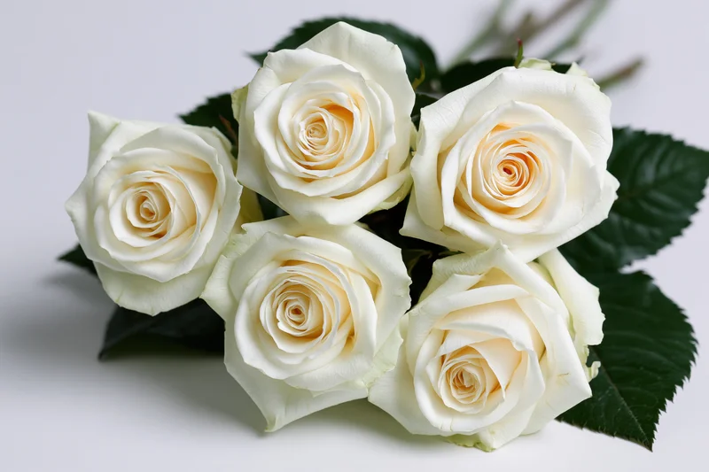 Five white roses arranged in a loose cluster with green leaves on a white background