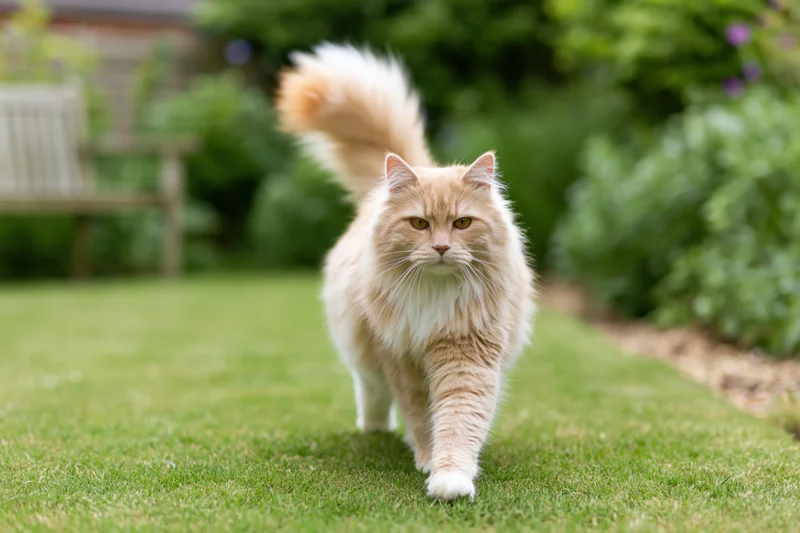Fluffy ginger cream long-haired cat walking directly toward camera on green lawn in garden