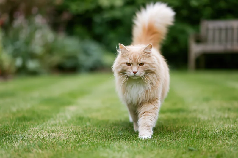 Fluffy ginger cream longhaired cat walking directly toward camera on green grass in garden