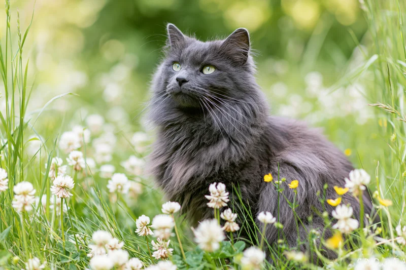 Fluffy grey longhaired cat sitting alert in a wild garden meadow among white clover and yellow flowers