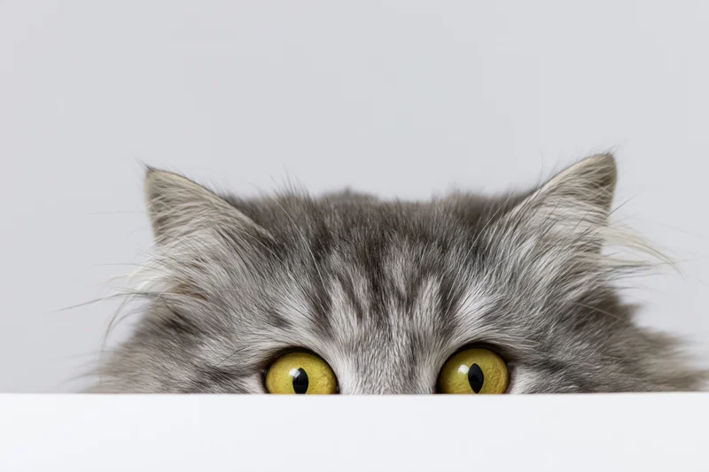 Fluffy grey tabby cat peeking over white surface with wide yellow eyes