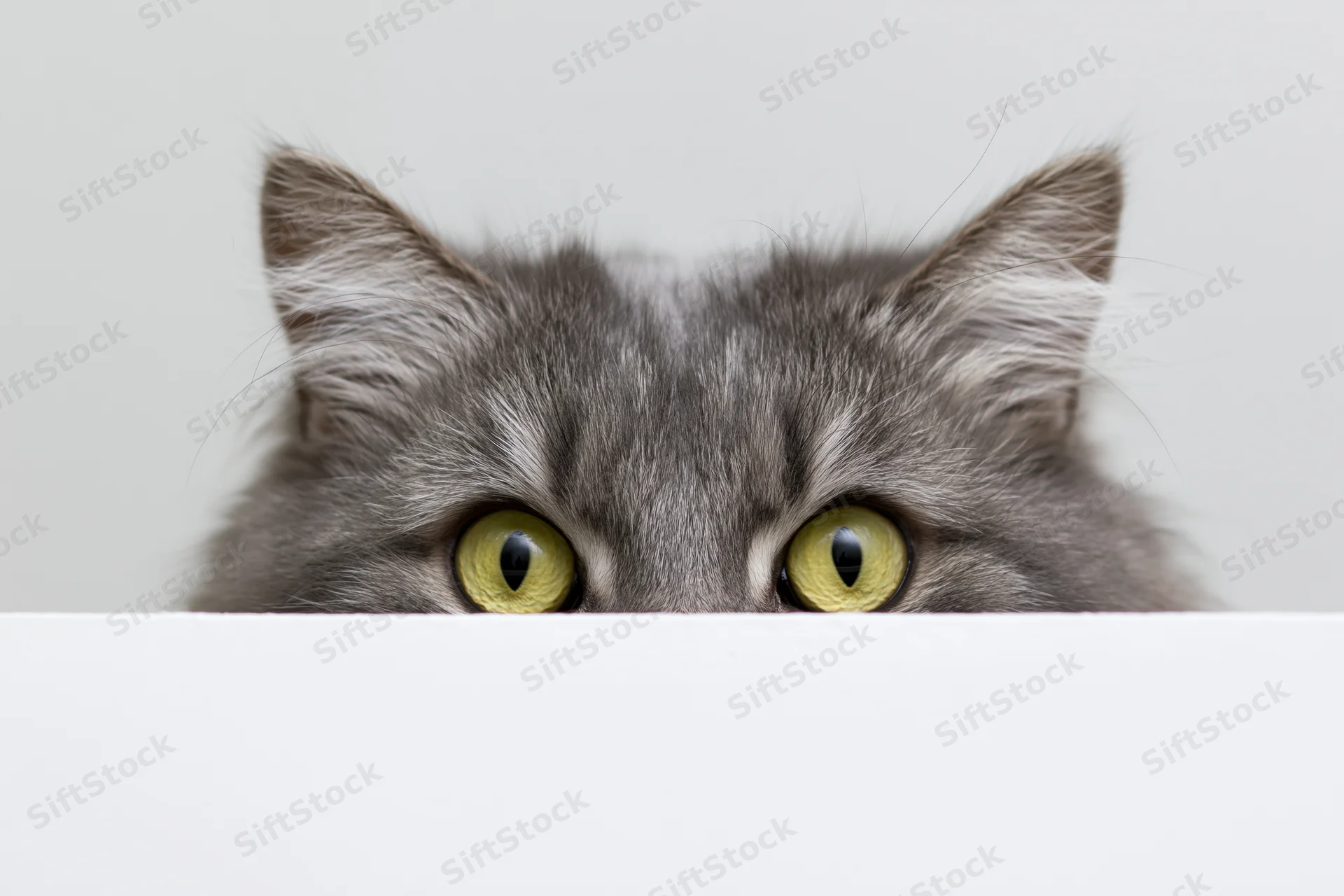 Fluffy grey tabby cat peeking over white surface with green eyes
