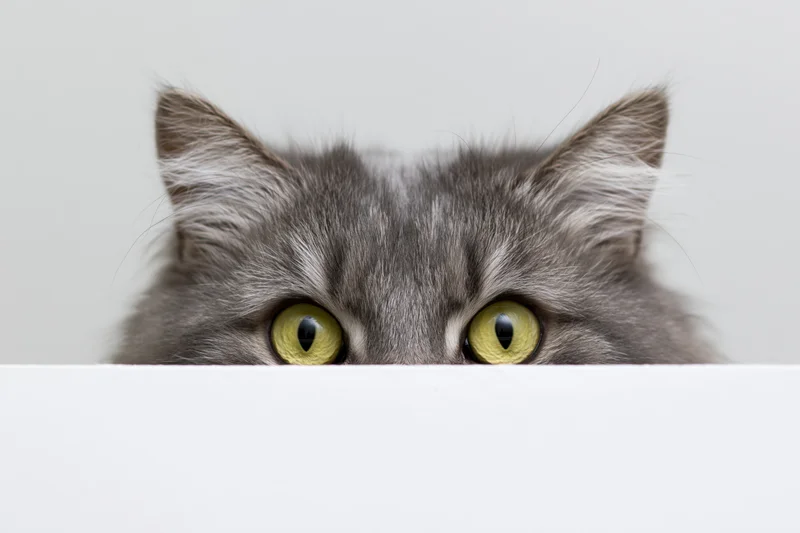 Fluffy grey tabby cat peeking over white surface with green eyes