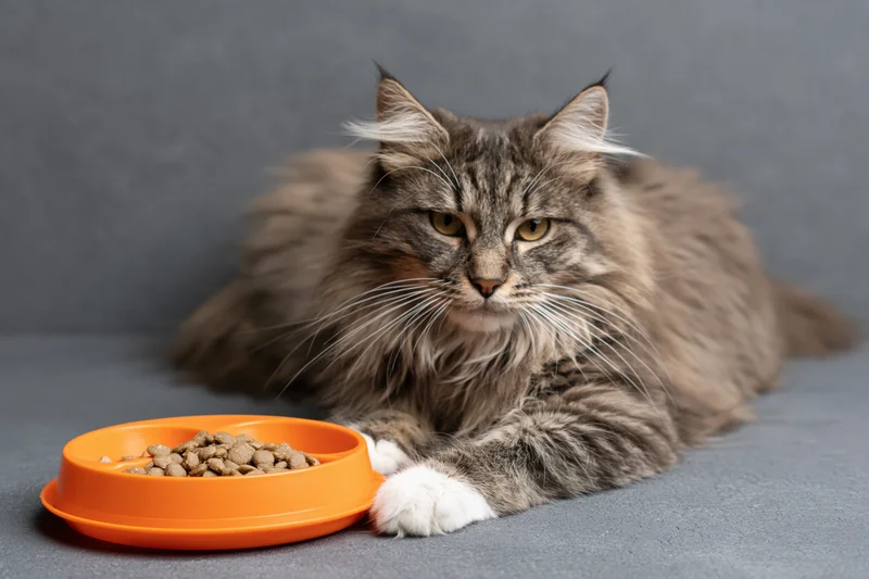 Fluffy tabby cat lying on grey surface beside orange food bowl with kibble
