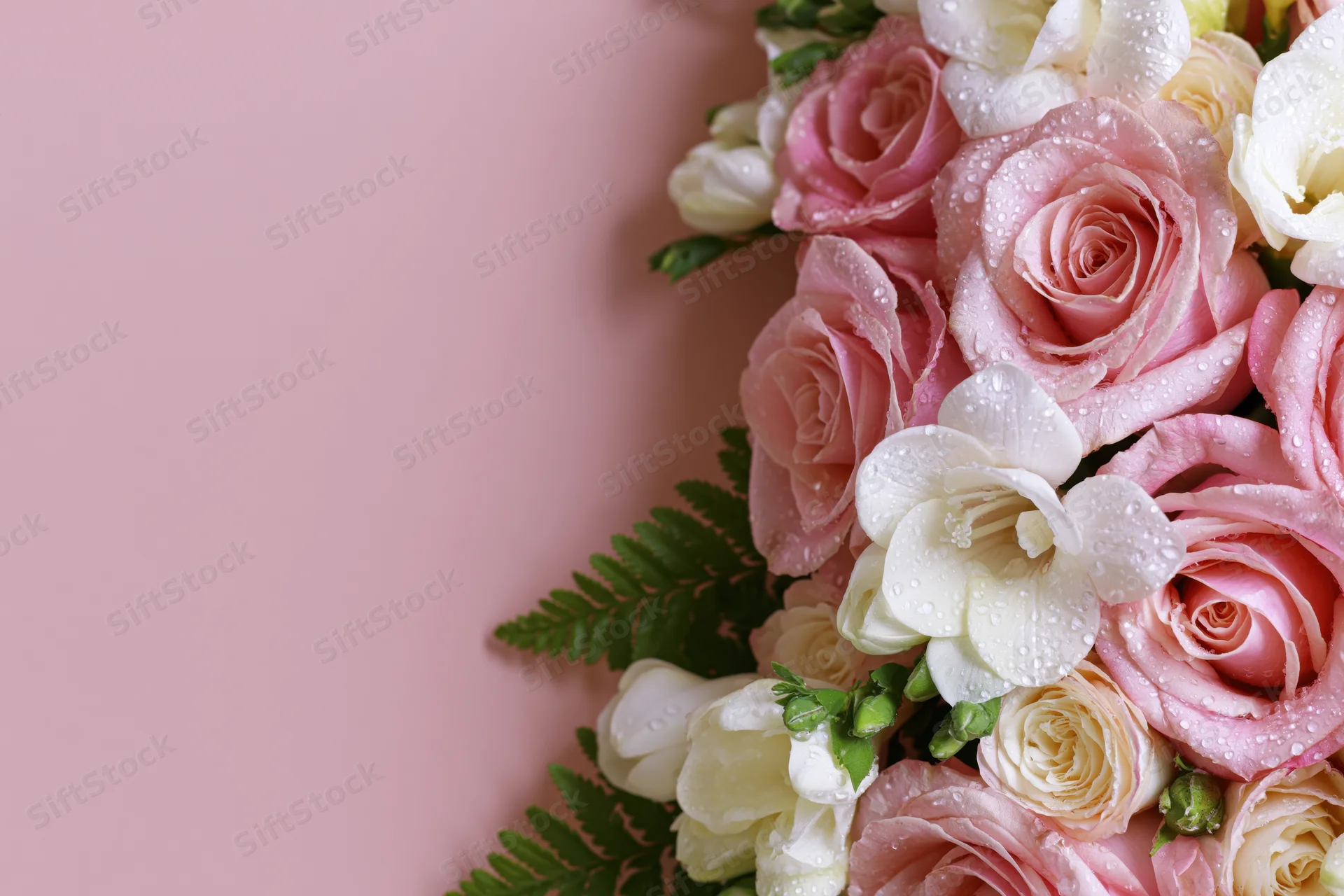 Pink roses and white freesias with dewdrops arranged on a soft pink background with green ferns