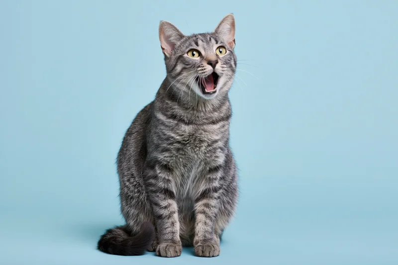 Grey tabby cat sitting upright with mouth open and wide eyes against a blue background