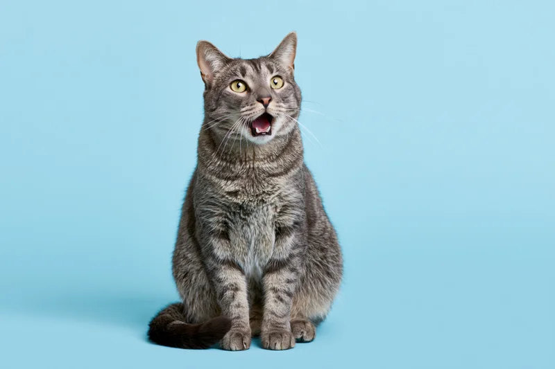 Grey tabby cat sitting upright with mouth open and wide eyes against blue background