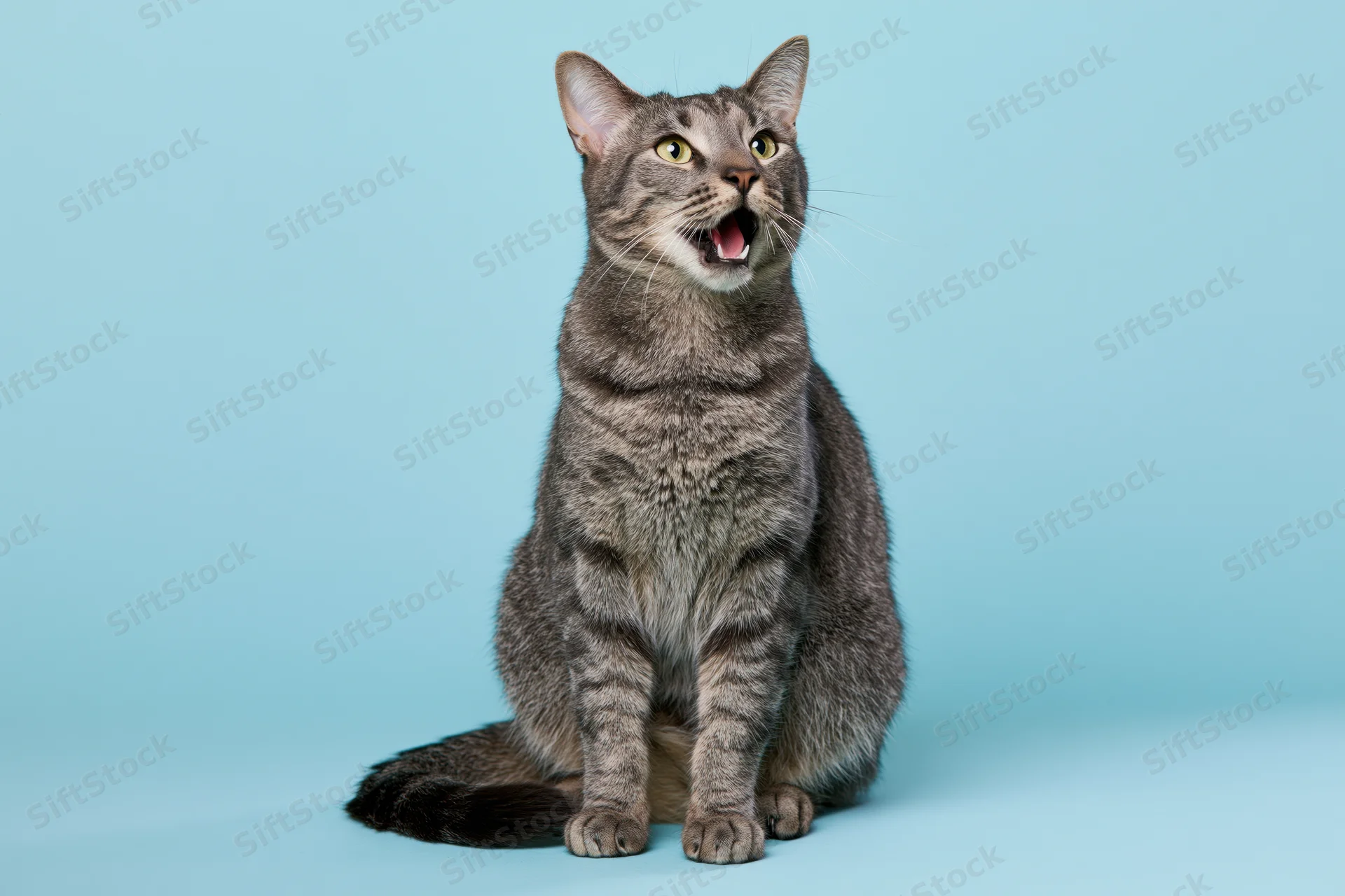 Grey tabby cat sitting upright with mouth open and wide eyes against a blue background