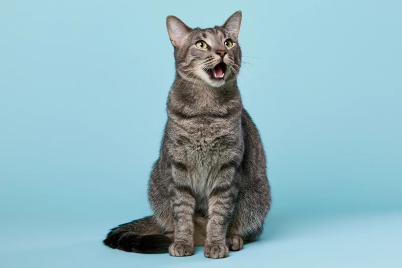 Grey tabby cat sitting upright with mouth open and wide eyes against a blue background