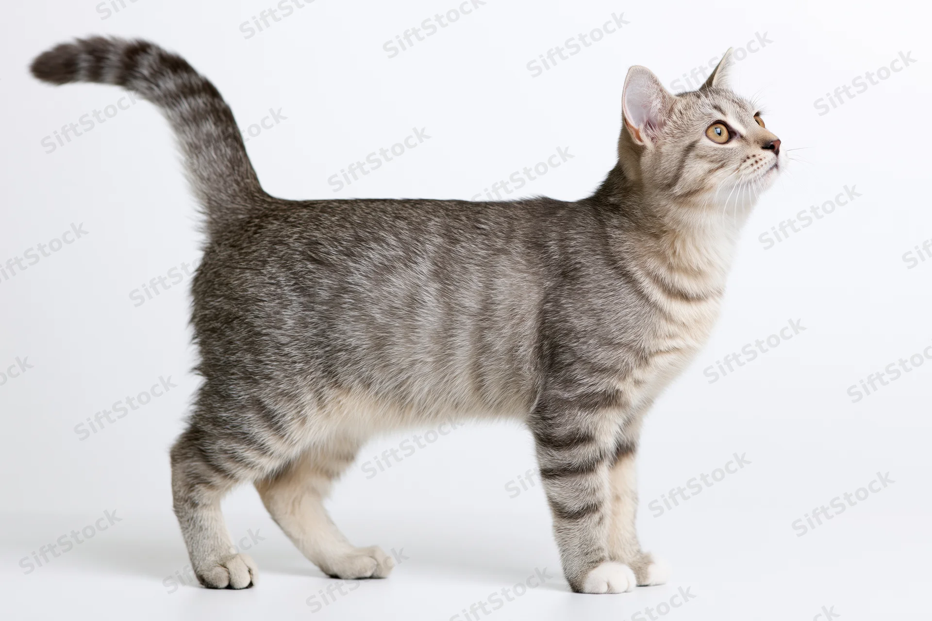 Grey tabby cat standing alert in profile on white studio background