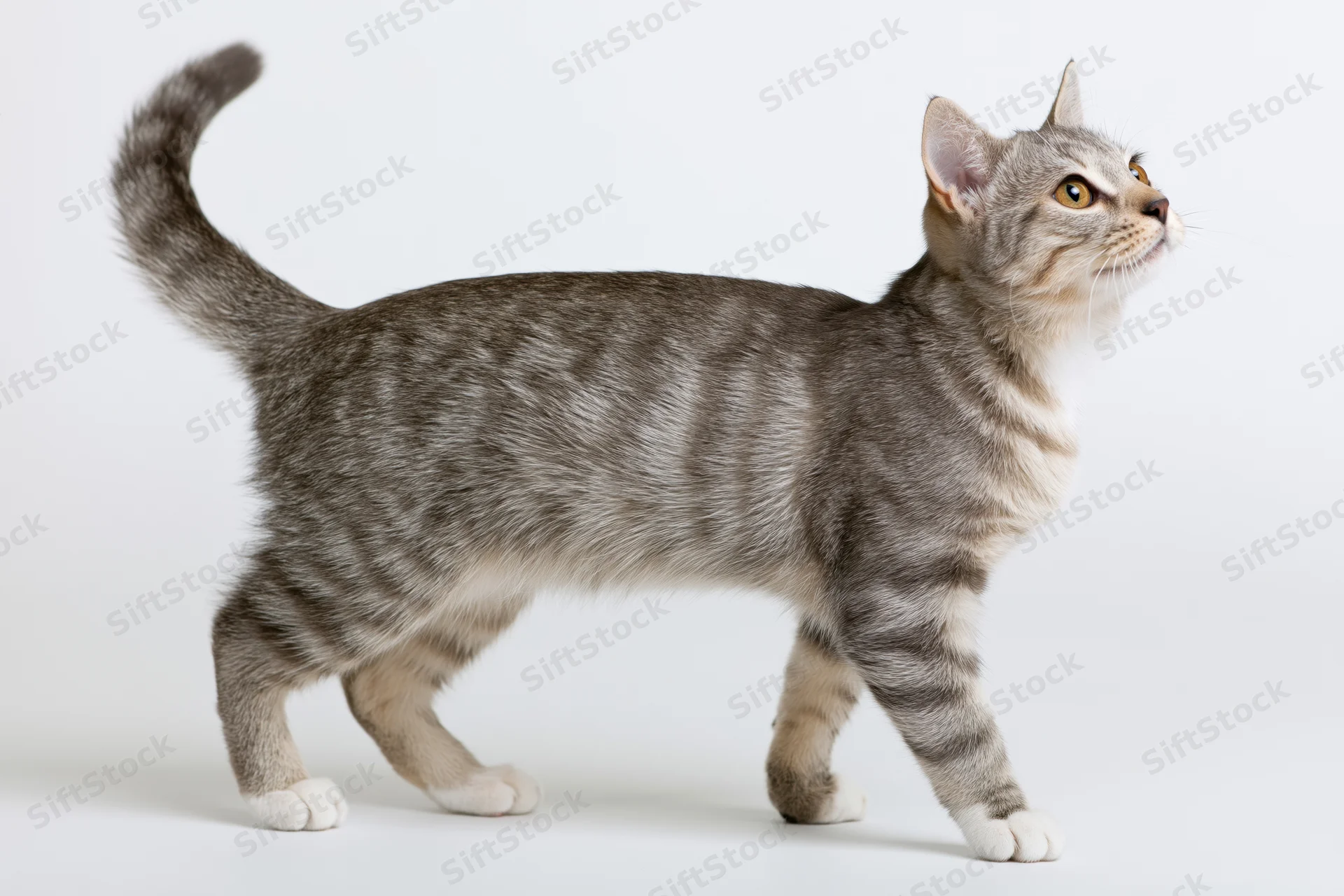 Grey tabby cat standing alert in profile on white studio background