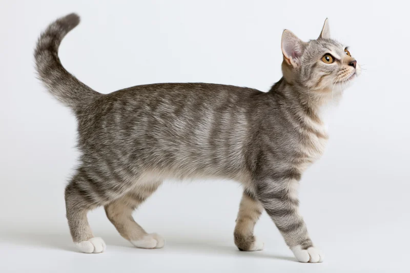 Grey tabby cat standing alert in profile on white studio background