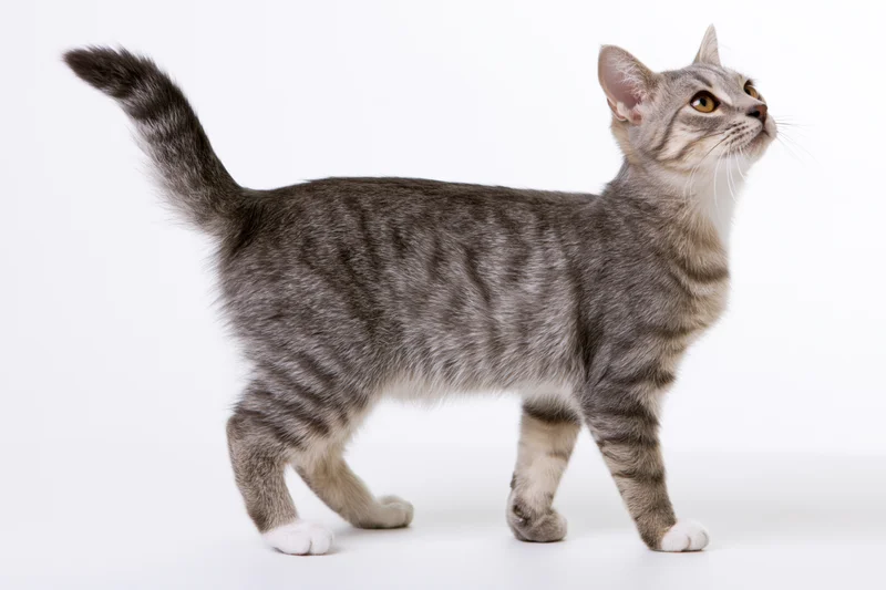 Grey tabby cat standing alert in profile on white studio background