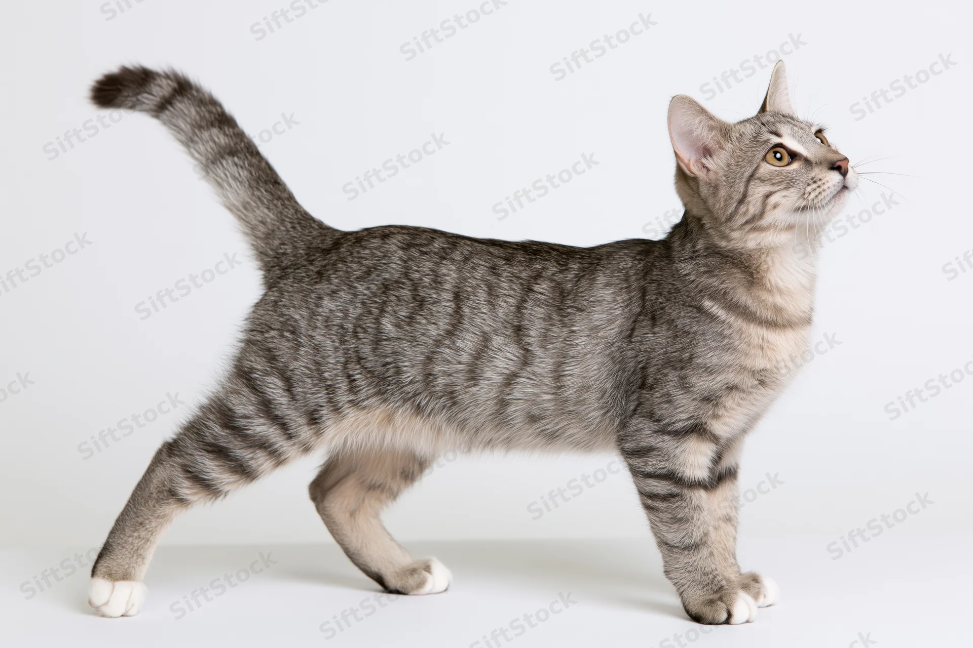 Grey tabby cat standing alert in profile on white studio background
