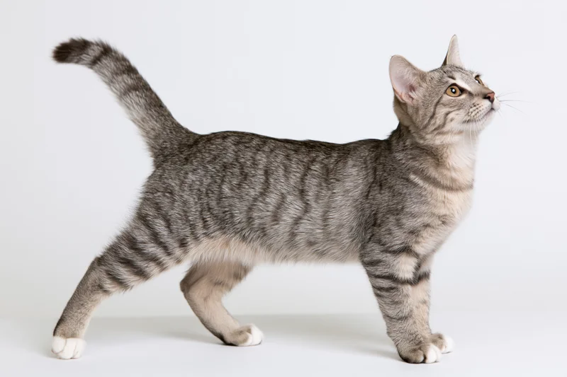 Grey tabby cat standing alert in profile on white studio background