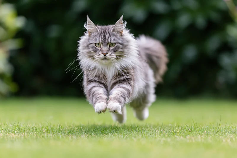Long-haired grey tabby cat running across green lawn in mid-sprint