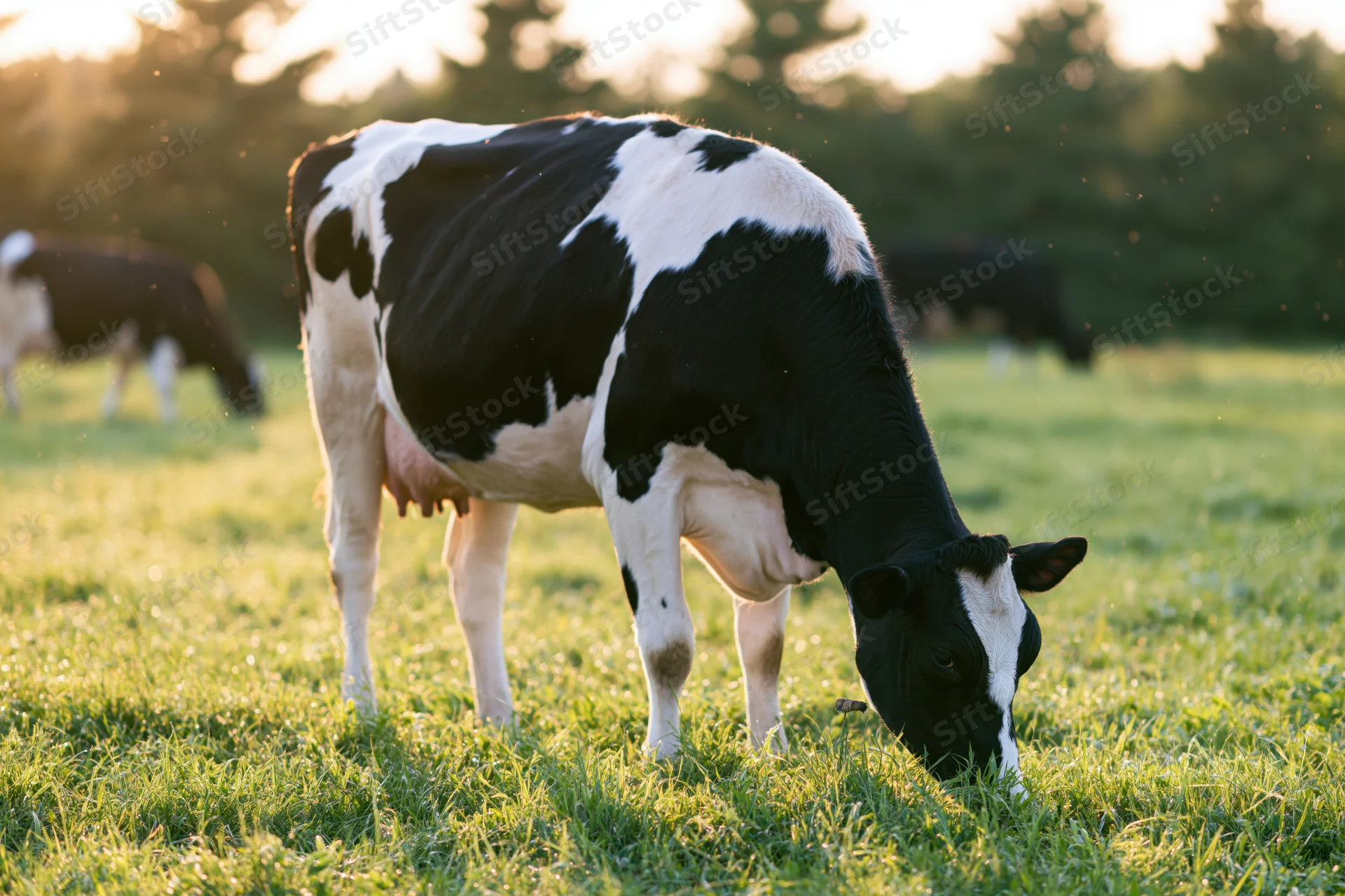 Holstein dairy cow grazing head-down on bright green pasture