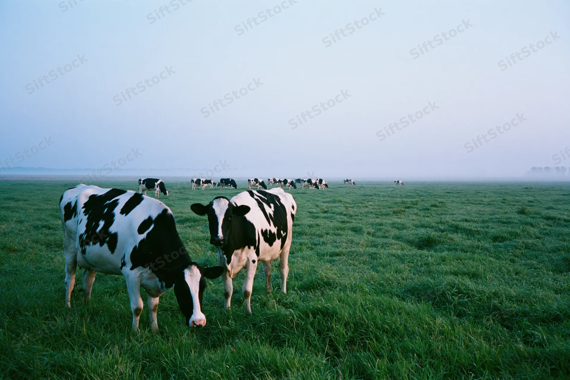 Holstein dairy cows grazing in a foggy open pasture at dawn