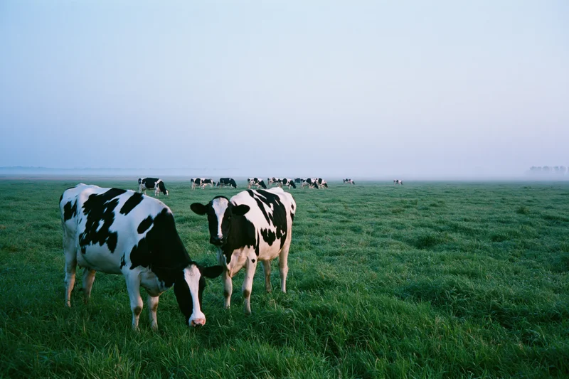 Holstein dairy cows grazing in a foggy open pasture at dawn