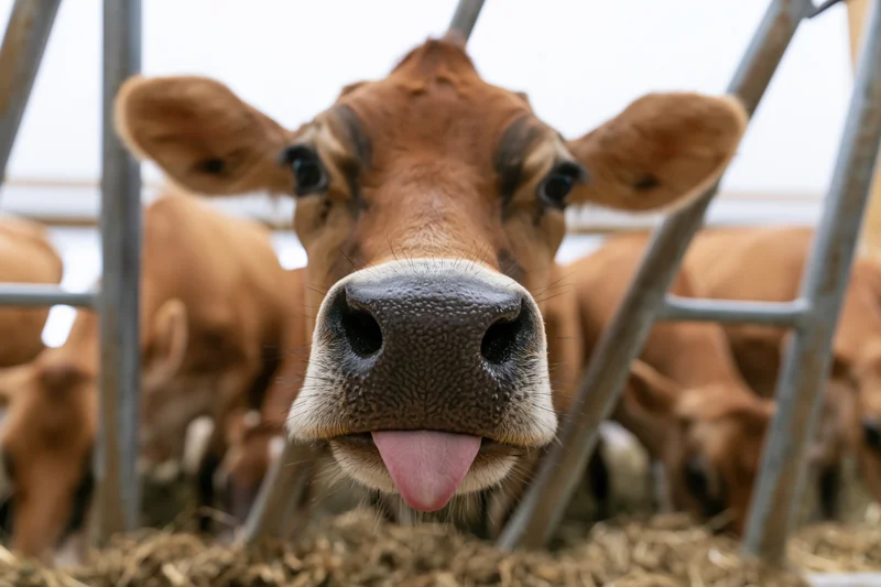 Jersey cow sticking tongue out through metal fence in barn pen