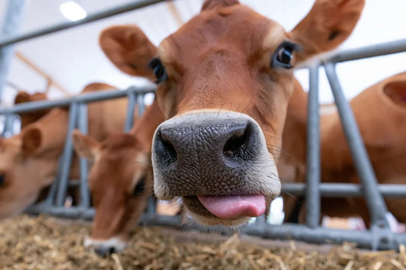 Jersey cow sticking tongue out toward camera in barn pen with hay and metal fencing