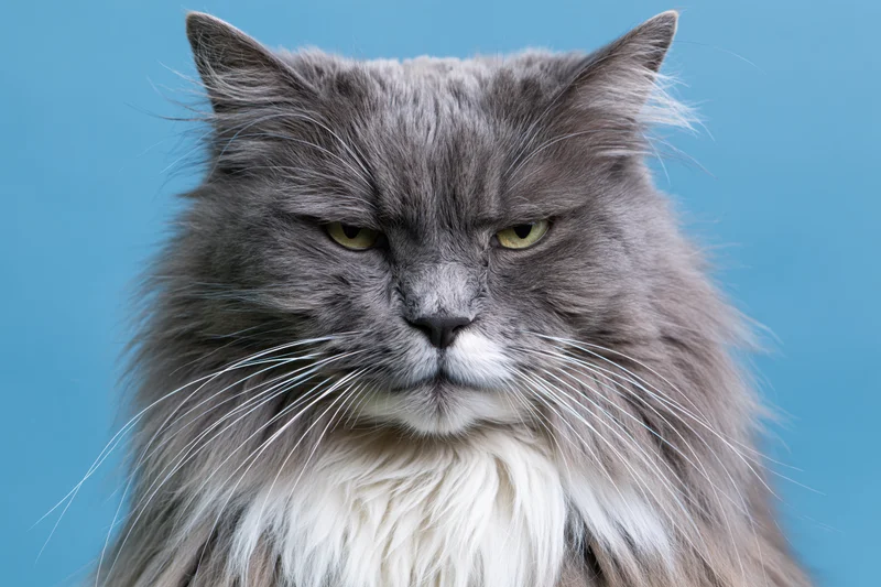 Long-haired grey and white cat staring directly at camera against blue background