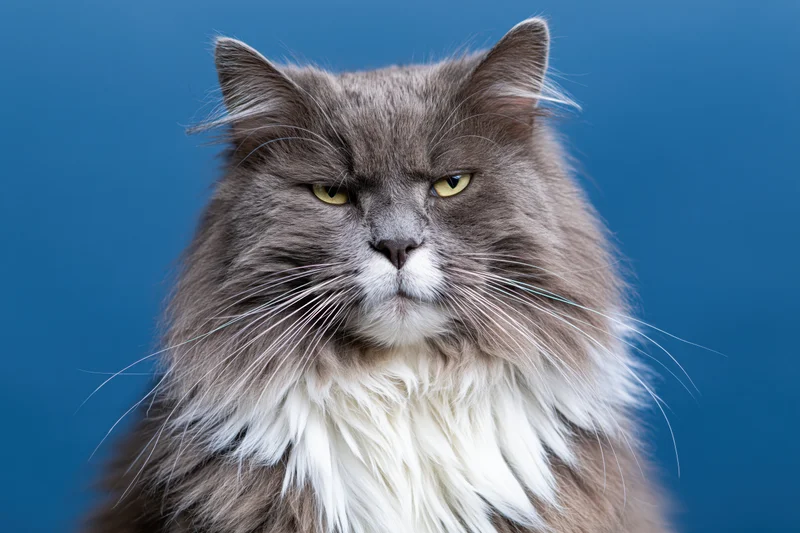 Long-haired grey and white cat staring directly at camera against blue background