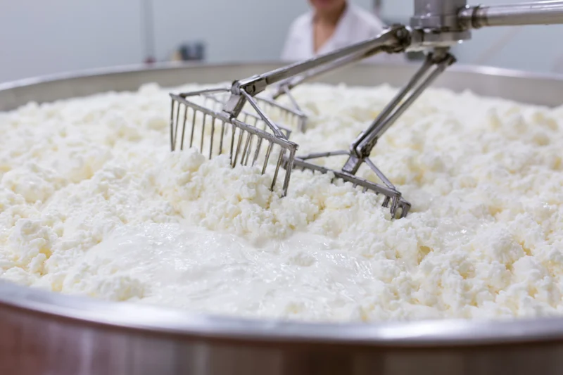 Stainless steel vat filled with white curds being stirred by mechanical agitator in dairy processing plant
