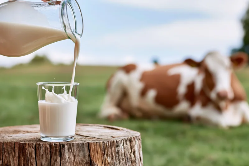 Milk being poured from a glass pitcher into a glass on a tree stump with a cow resting in a grassy field behind