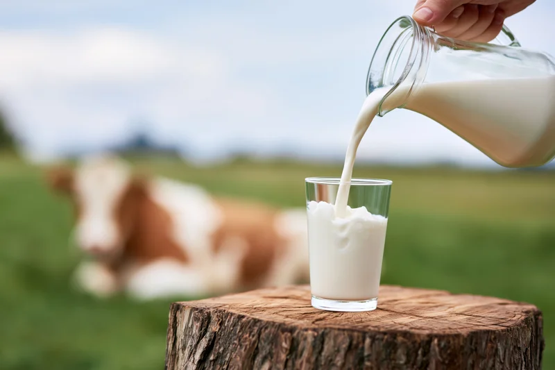 Milk being poured from a glass pitcher into a glass on a wooden stump in a pasture with a cow in the background