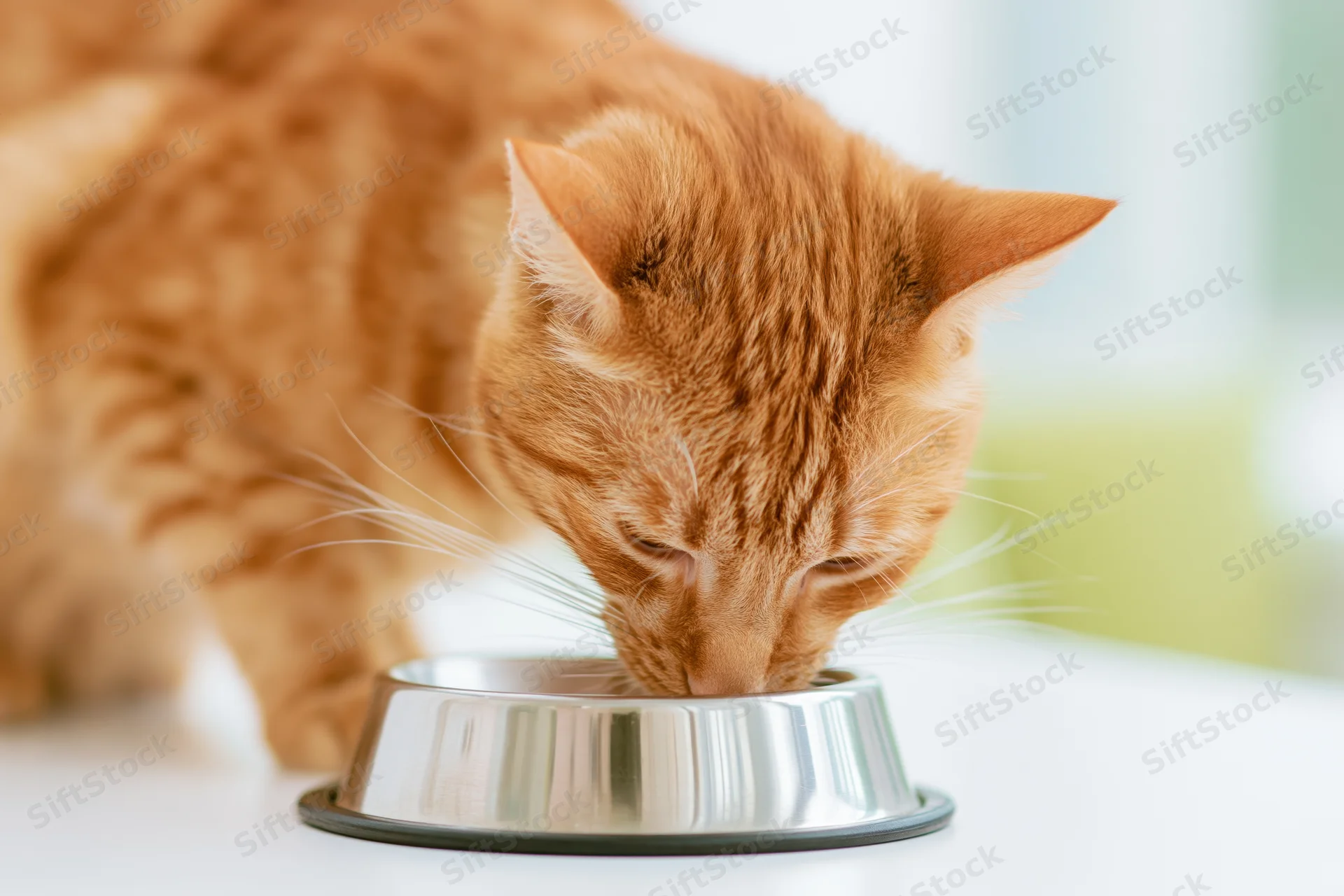 Orange tabby cat eating from a stainless steel bowl on a white surface