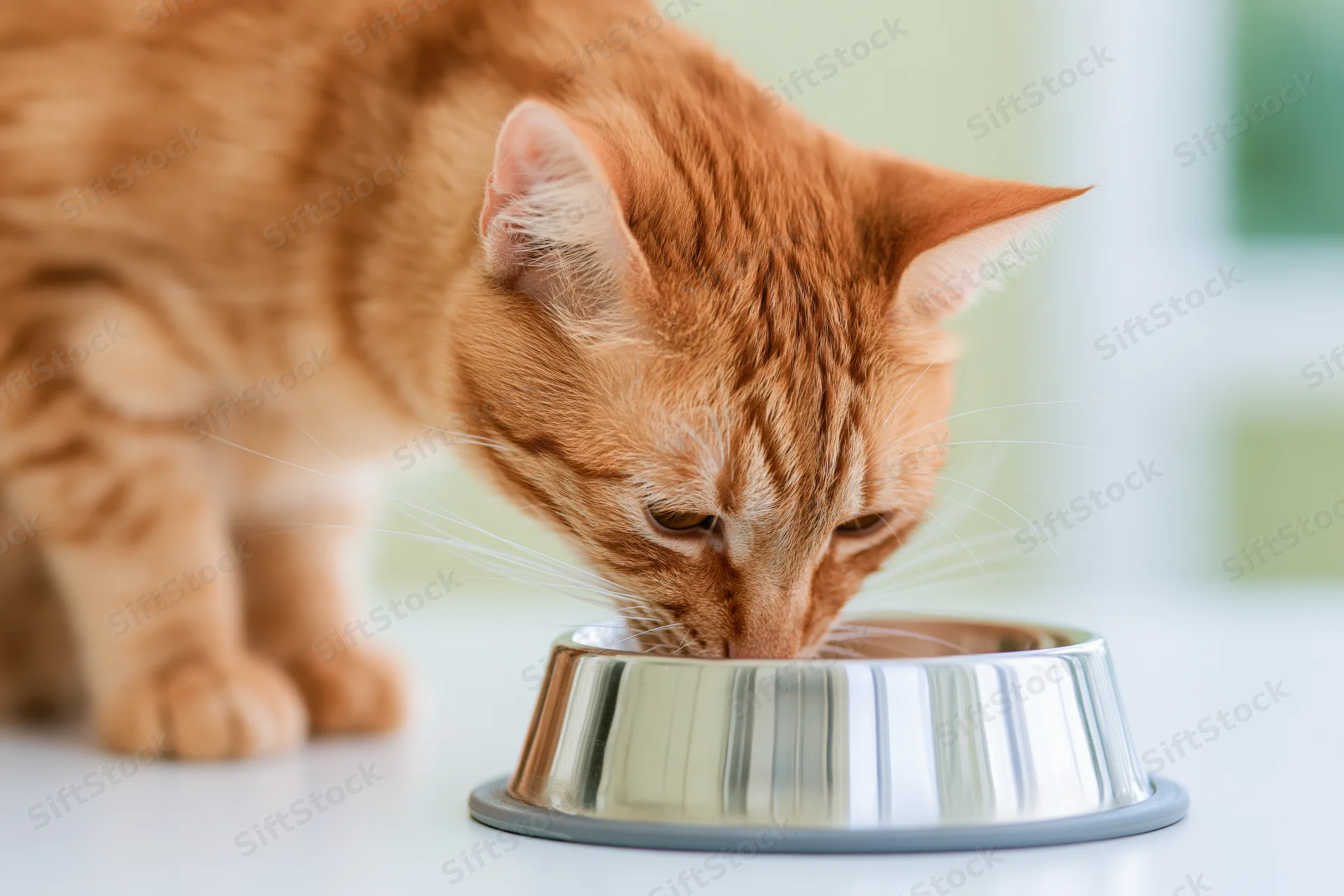 Orange tabby cat eating from stainless steel pet bowl indoors