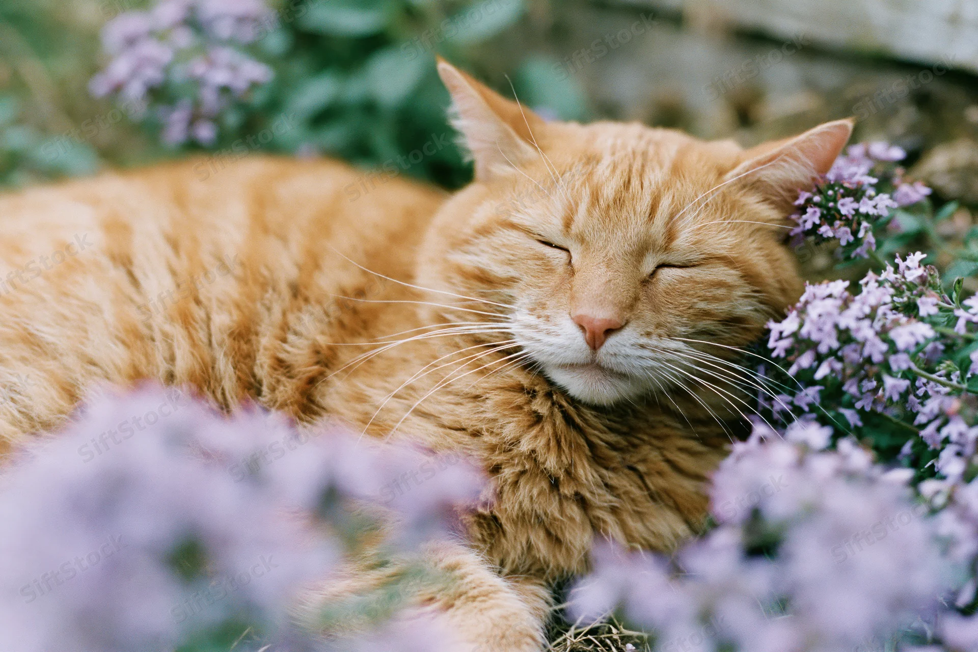 Orange tabby cat sleeping with eyes closed among purple flowers in a garden