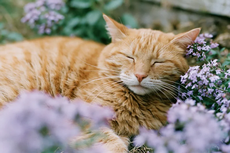 Orange tabby cat sleeping with eyes closed among purple flowers in a garden