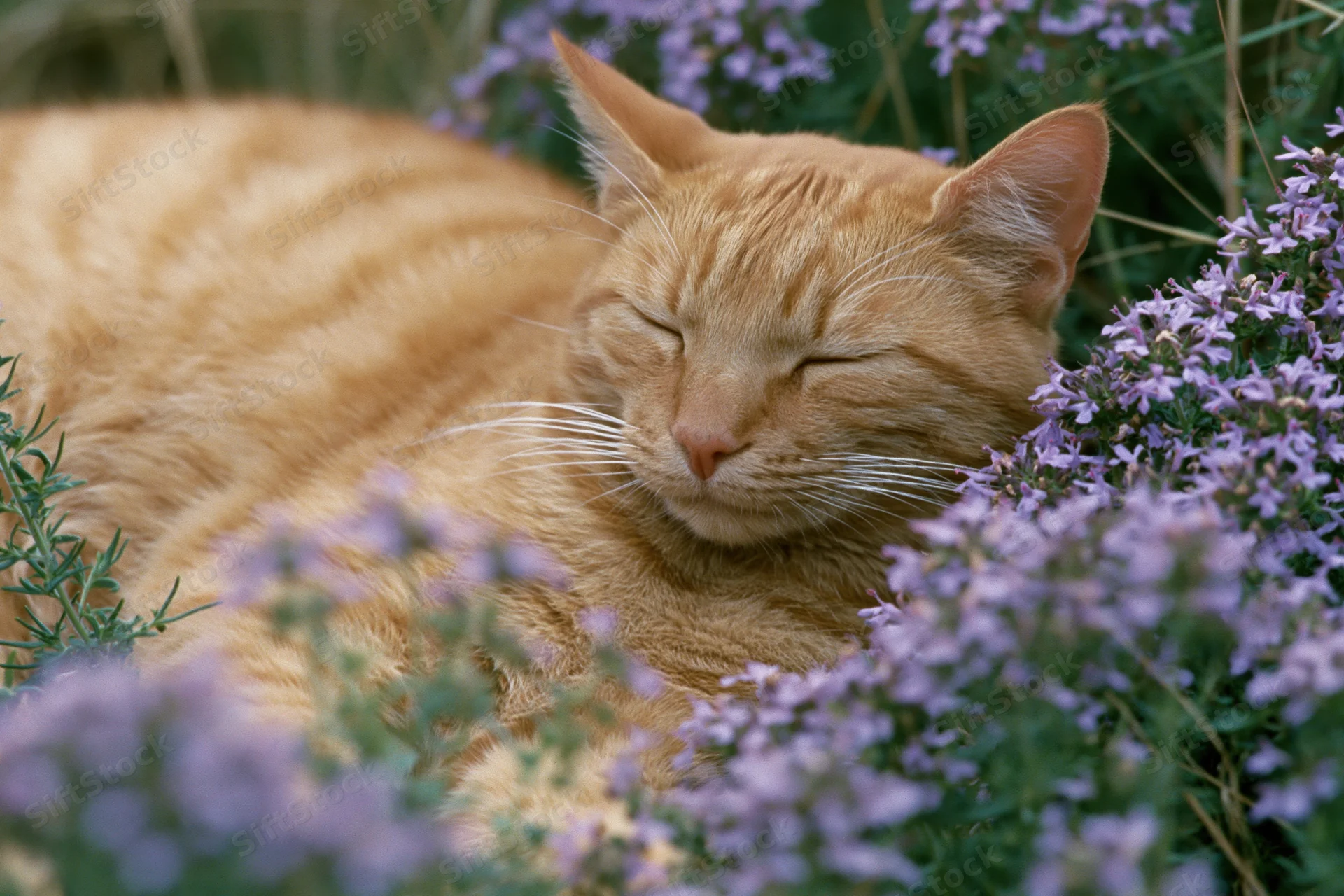 Orange tabby cat sleeping among purple lavender flowers in a wild garden