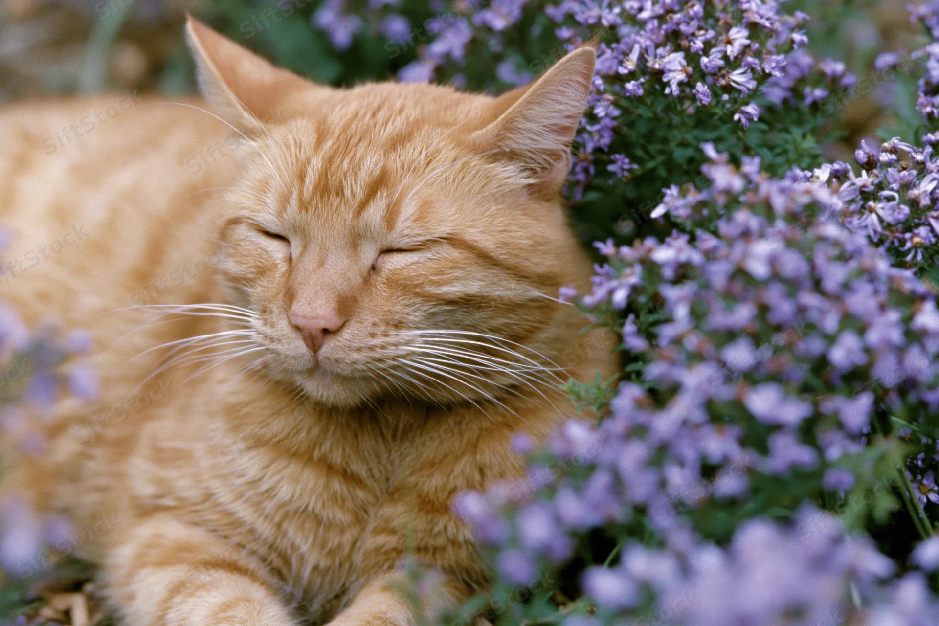 Orange tabby cat sleeping with eyes closed among purple flowers in a wild garden