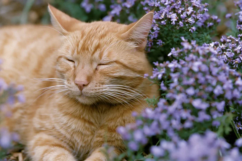 Orange tabby cat sleeping with eyes closed among purple flowers in a wild garden
