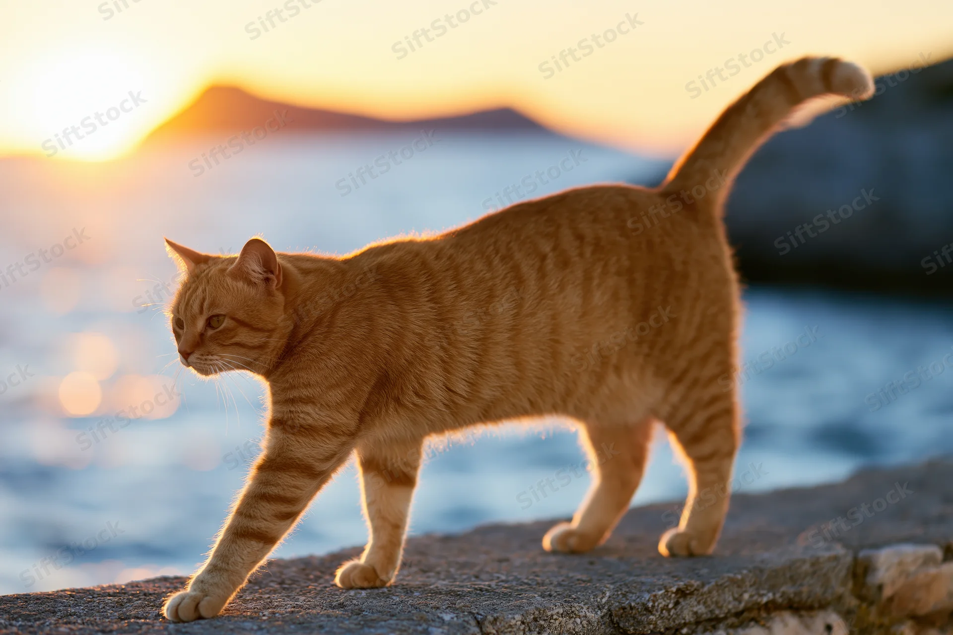 Orange tabby cat walking on a rocky outcrop by the ocean at sunset