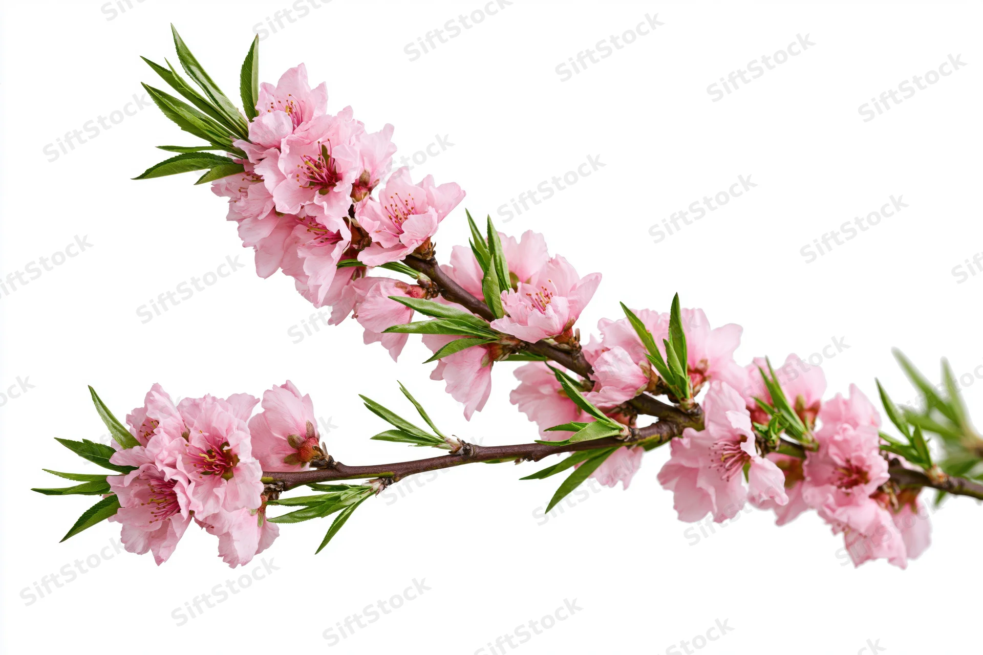 Peach blossom branch with clusters of soft pink flowers and green leaves on white background