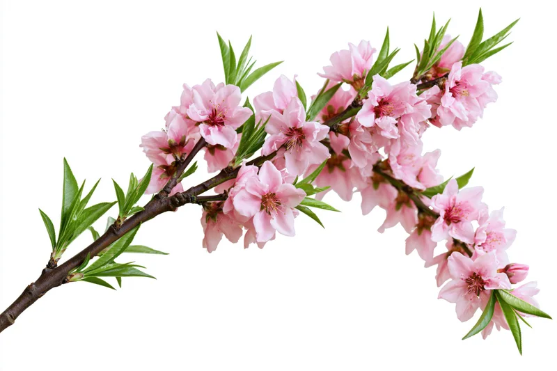 Peach blossom branch with clusters of soft pink flowers and green leaves on white background