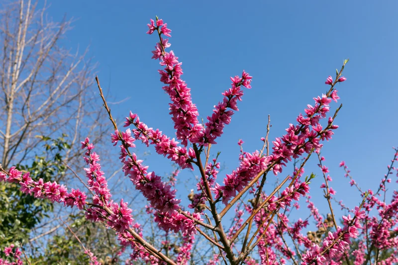 Peach tree branches covered in dense pink blossoms against a clear blue sky