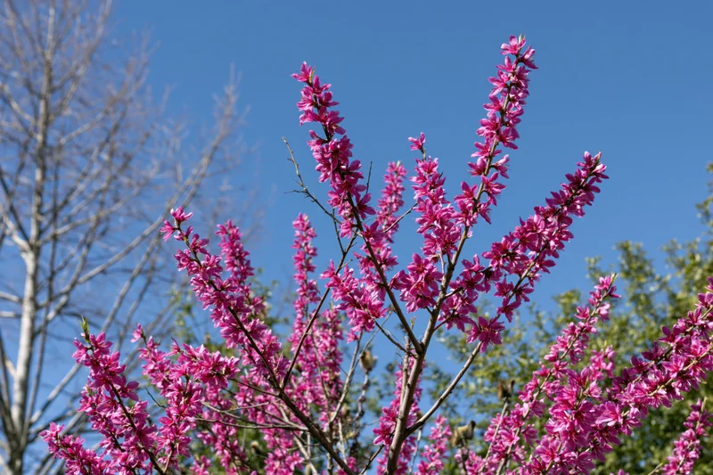 Peach tree branches covered in dense pink blossoms against a clear blue sky
