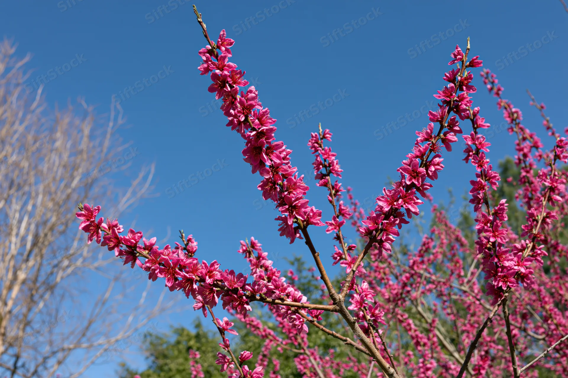 Peach tree branches covered in dense pink blossoms against a clear blue sky