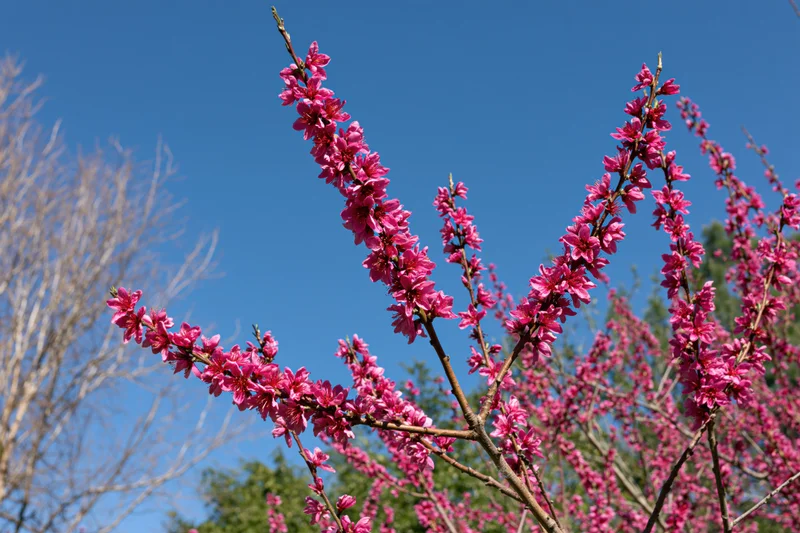 Peach tree branches covered in dense pink blossoms against a clear blue sky